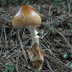 Amanita amerifulva 'Tawny Grisette'